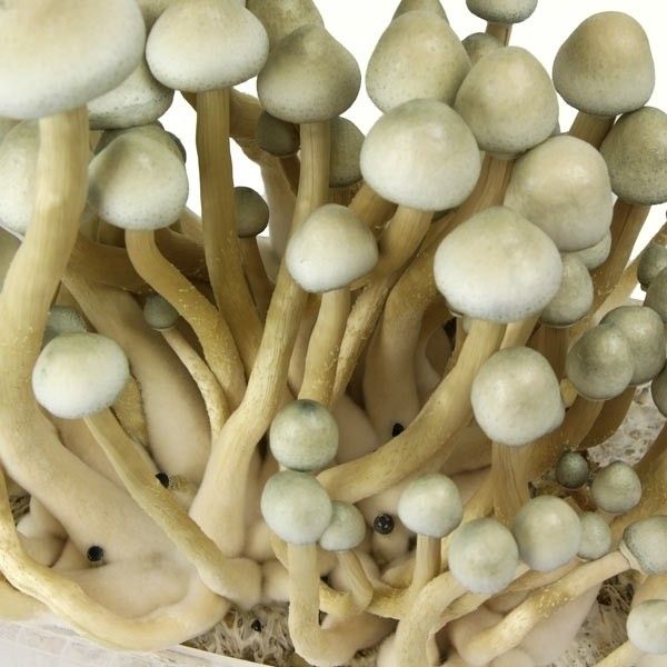 Buy Albino A+ Spore Syringe Albino