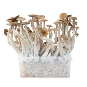 Buy Mckennaii Magic Mushrooms Online