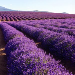 Lavender 40/42 Essential Oil - Trial Size