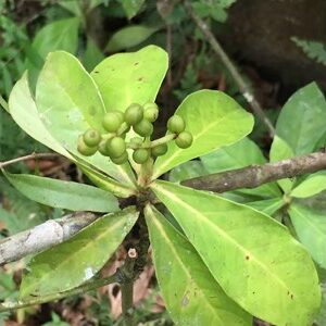 Ayahuasca 50MK Globuli